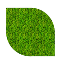 Acoustic Sound Dampening Moss Panels