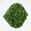 Acoustic Sound Dampening Moss Panels