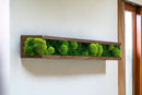 Floating Moss Shelves