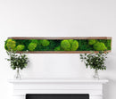Floating Moss Shelves